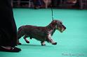 Crufts2011_2 675